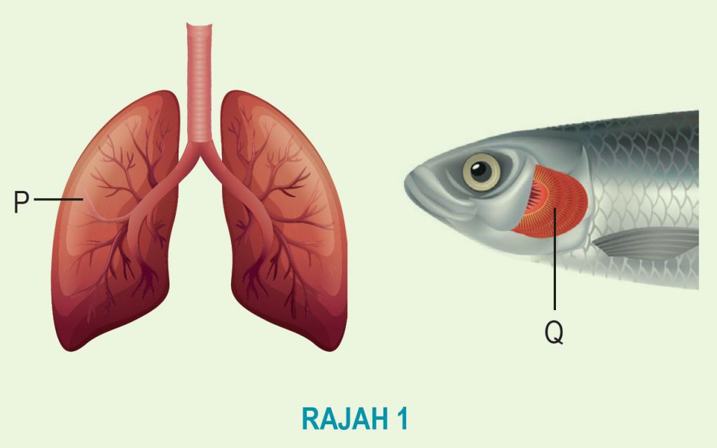 Praktis Sumatif 8 (Soalan 6 & 7) - Biologi Tingkatan 4 (KSSM) Bab 8 ...