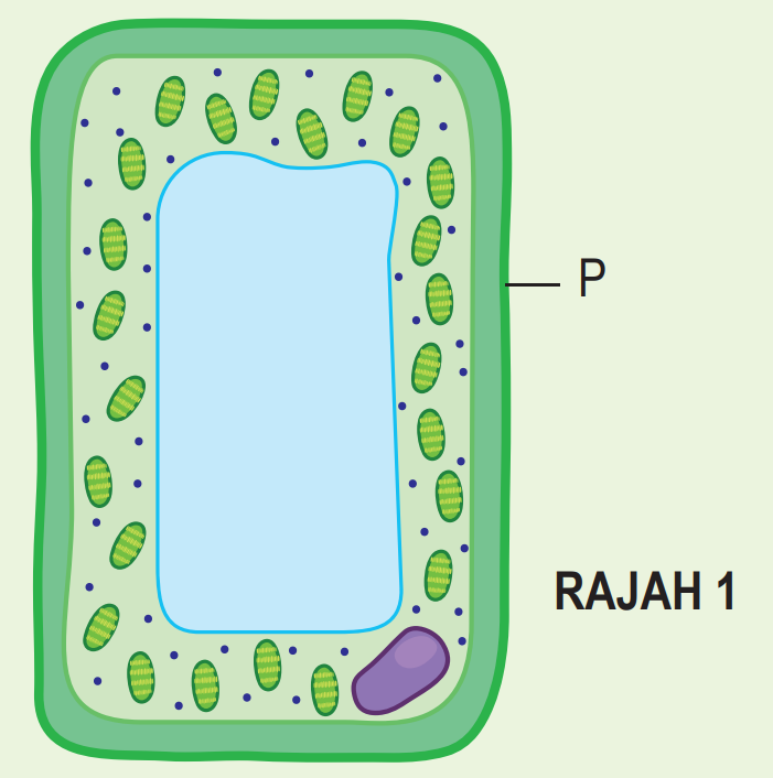 Praktis Sumatif 2 (Soalan 1 - 6) - Biologi Tingkatan 4 (KSSM) Bab 2